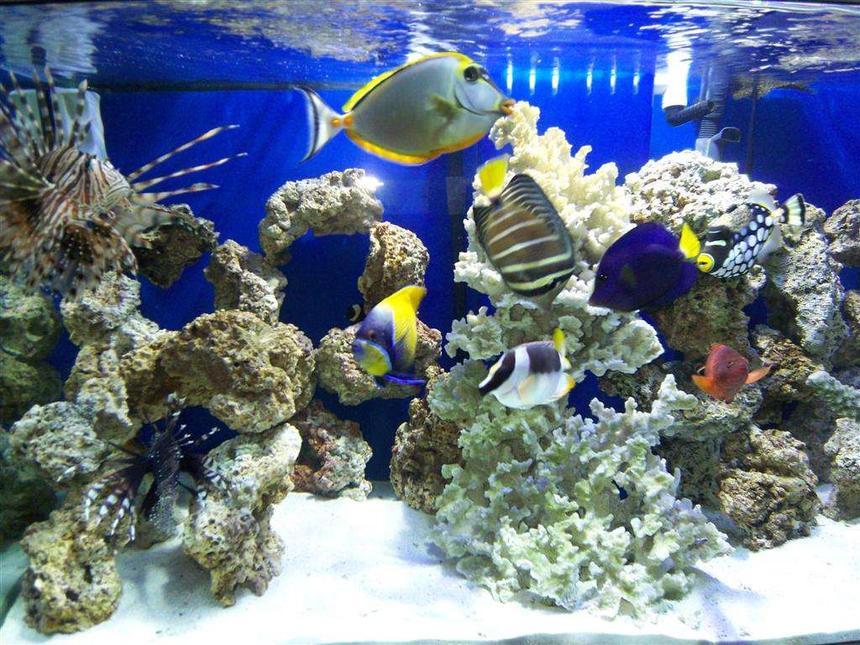 Rated #2: 90 Gallons Saltwater Fish Tank - my tank