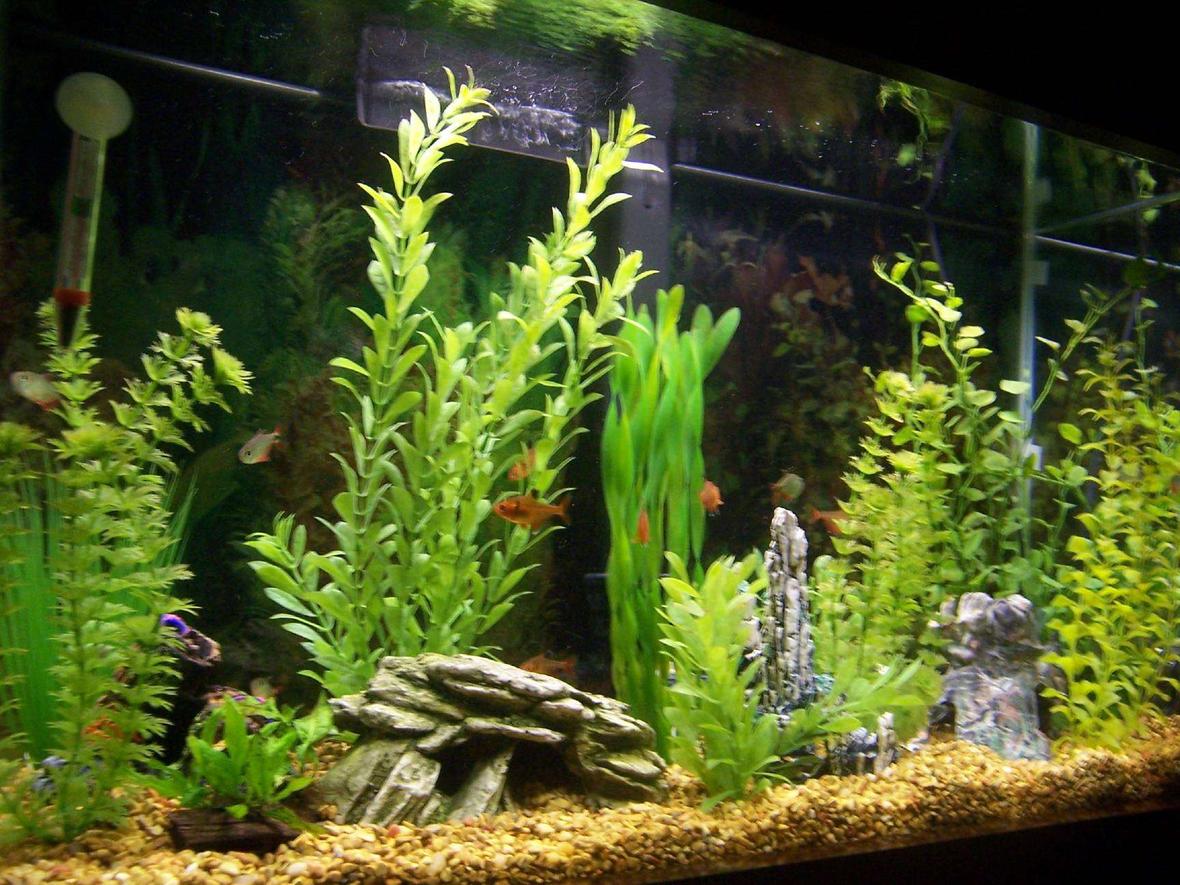 29 gallons freshwater fish tank (mostly fish and non-living decorations) - This is what the tank looked like before I tried live plants.