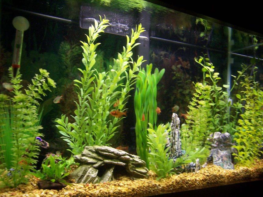 Rated #100: 29 Gallons Freshwater Fish Tank - This is what the tank looked like before I tried live plants.