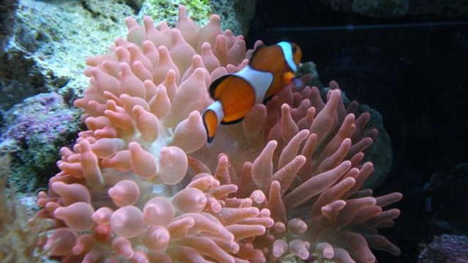 corals inverts - entacmaea quadricolor - rose anemone stocking in 34 gallons tank - Bubble Tip and clown