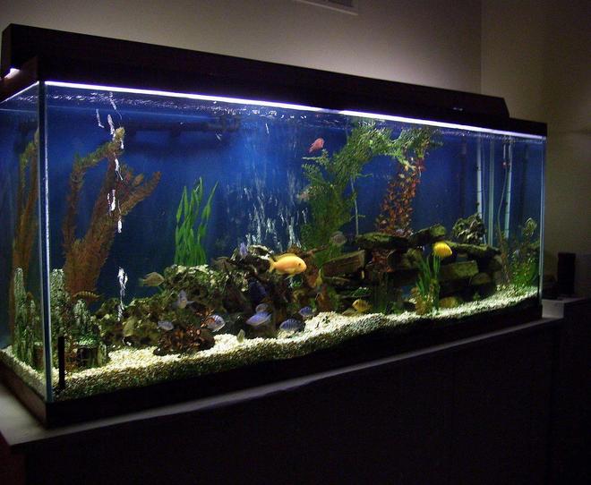 150 gallons freshwater fish tank (mostly fish and non-living decorations) - 150 gallon freshwater tank-african cichlids