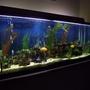 150 gallons freshwater fish tank (mostly fish and non-living decorations) - 150 gallon freshwater tank-african cichlids