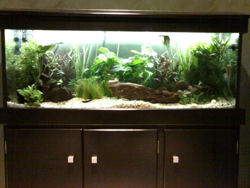 Rated #69: Planted Tank - Just completed planted tank - sorry for the quality of picture
