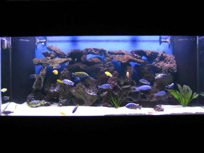 Rated #10: 225 Gallons Freshwater Fish Tank - background shot of my 225 gallon freshwater tank.