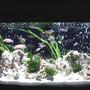 58 gallons freshwater fish tank (mostly fish and non-living decorations) - My African Cichlid Tank.