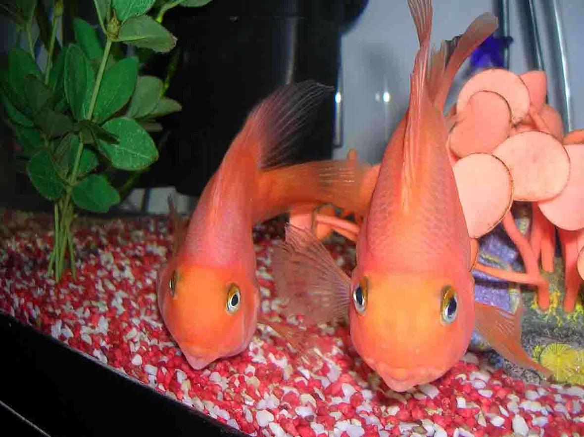 freshwater fish - heros severus x amphilophus citrinellum - blood parrot stocking in 35 gallons tank - loving the camera