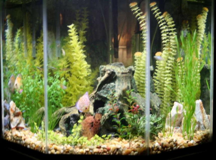 Rated #381: 44 Gallons Freshwater Fish Tank - 44 Gallon Pentagon
