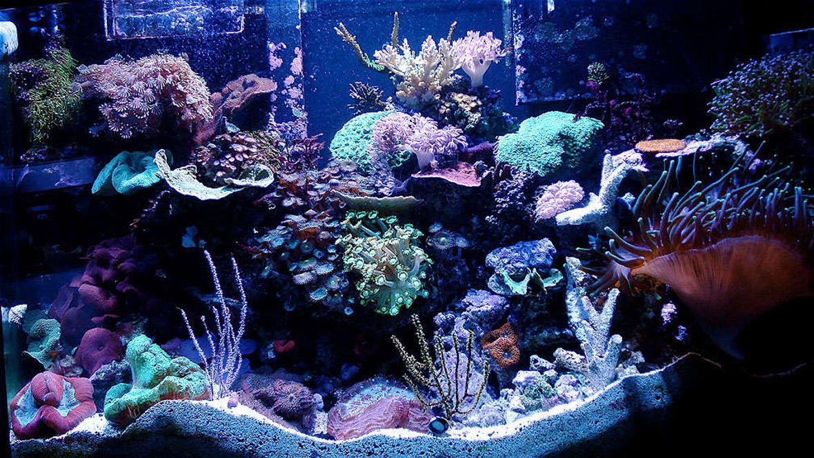 46 gallons reef tank (mostly live coral and fish) - 46 Gallon Bow