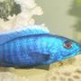 freshwater fish - sciaenochromis ahli - electric blue cichlid stocking in 42 gallons tank - blue ahli small male