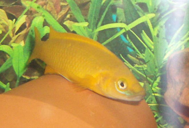 freshwater fish - neolamprologus leleupi - orange leleupi cichlid stocking in 42 gallons tank - lemon cichlid-male