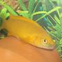 freshwater fish - neolamprologus leleupi - orange leleupi cichlid stocking in 42 gallons tank - lemon cichlid-male