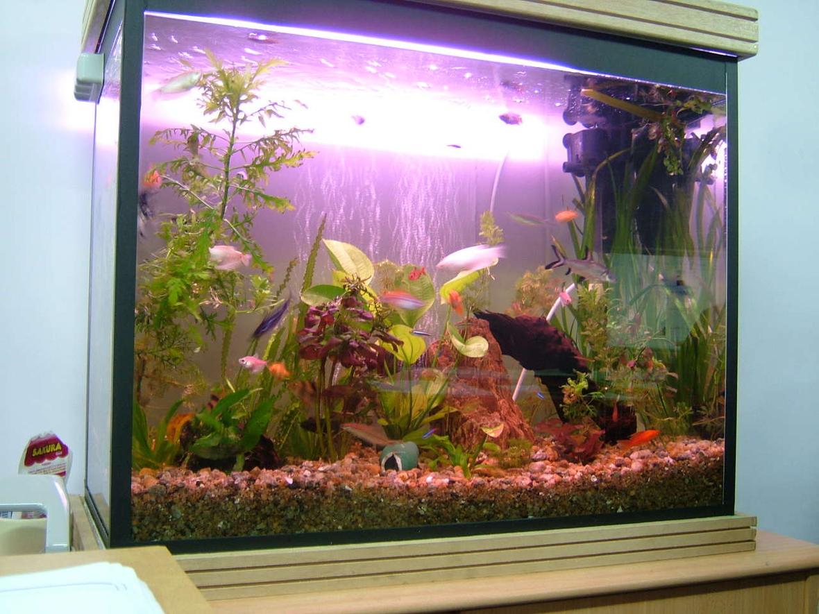 50 gallons planted tank (mostly live plants and fish) - 4 days back need more plants.