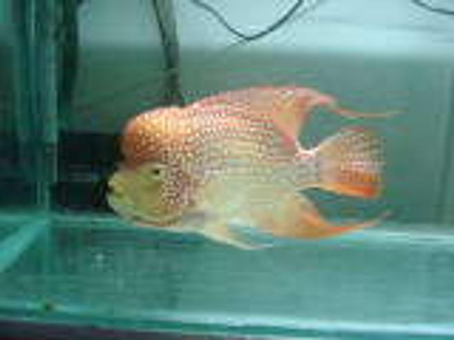 freshwater fish - herichthys cynoguttatus - red texas cichlid stocking in 75 gallons tank - My Super Red Texas