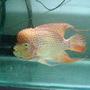 freshwater fish - herichthys cynoguttatus - red texas cichlid stocking in 75 gallons tank - My Super Red Texas