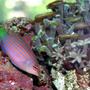 saltwater fish - pseudocheilinus hexataenia - six line wrasse stocking in 120 gallons tank - dawrasse