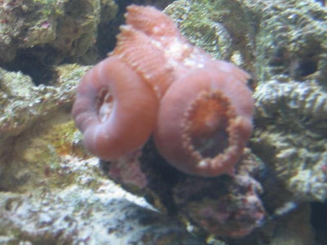 corals inverts - rhodactis inchoata - bullseye mushroom stocking in 65 gallons tank - bullseye shrooms eating mysis