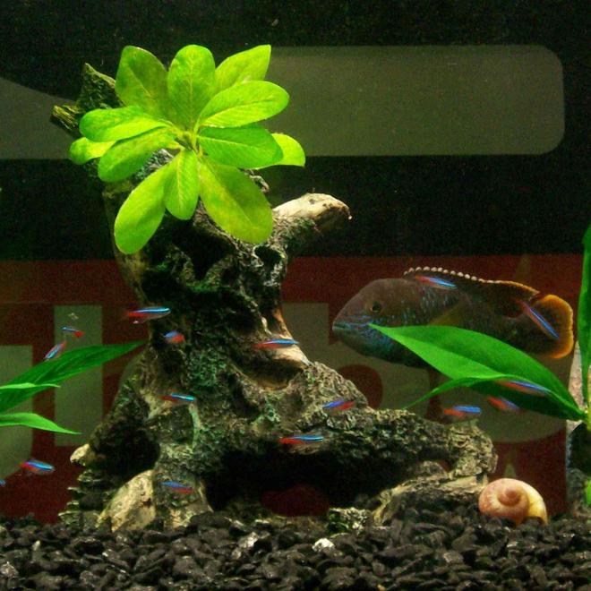 freshwater fish - paracheirodon innesi - neon tetra jumbo stocking in 34 gallons tank - I see Tetra... mmmmmm
