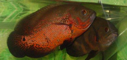 freshwater fish - astronotus ocellatus - red oscar stocking in 75 gallons tank - bonnie and clyde. 2 oscars in 75 gallon tank.