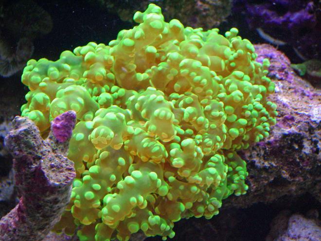 corals inverts - euphyllia paradivisa - frogspawn coral stocking in 280 gallons tank - Neon Green Softie