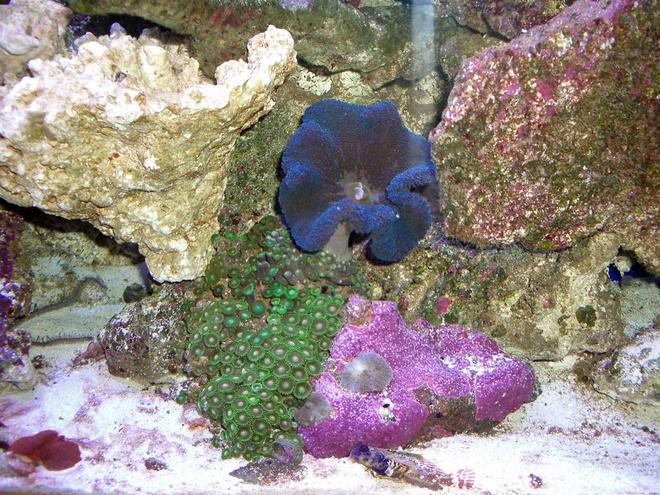 corals inverts - actinodiscus sp. - blue mushroom stocking in 280 gallons tank - Zoos and Shrooms
