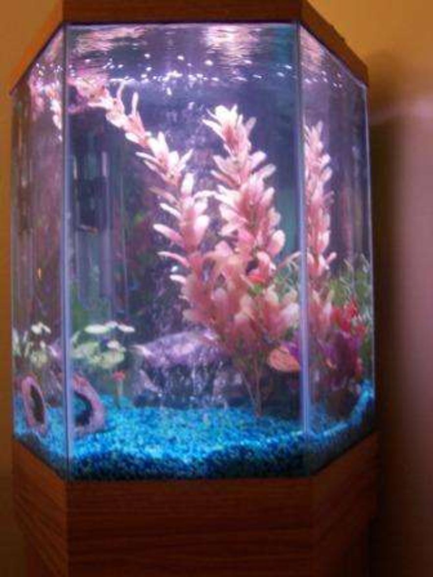 Rated #457: 35 Gallons Freshwater Fish Tank - This is my Aquarium upgrade from the 10 Gallon I was using it has been drastically easier to maintain my water chemistry since the upgrade and my fish have thrived.