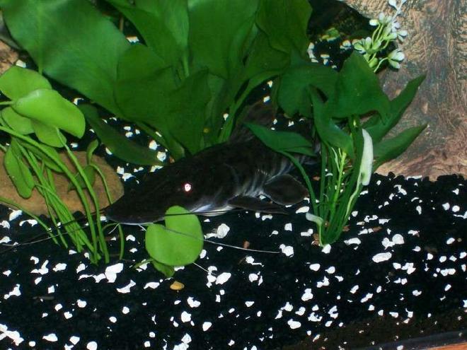 freshwater fish - pseudoplatystoma fasciatum - tiger shovelnose cat stocking in 140 gallons tank - One of my tiger shovelnose