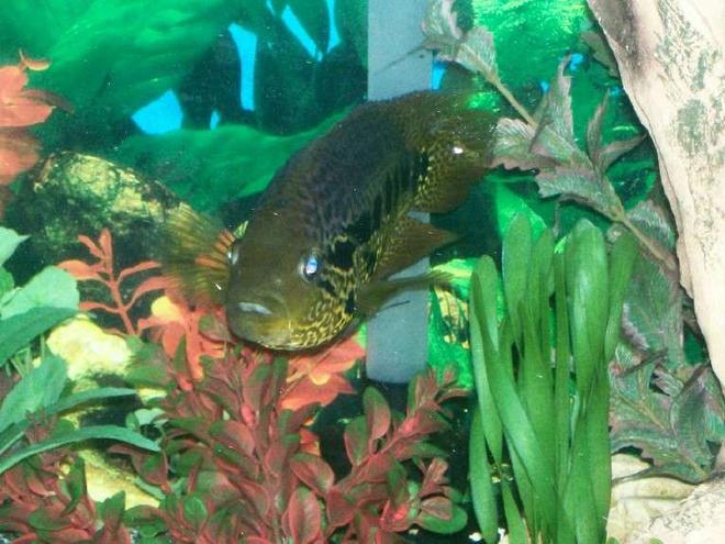 freshwater fish - parachromis managuensis - jaguar cichlid stocking in 140 gallons tank - 13 inch golden jaguar