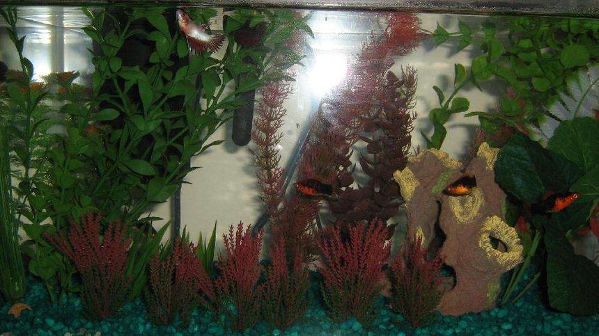 Rated #460: 10 Gallons Freshwater Fish Tank - My first tank I set up 4 days ago. I'm still trying to figure this out!