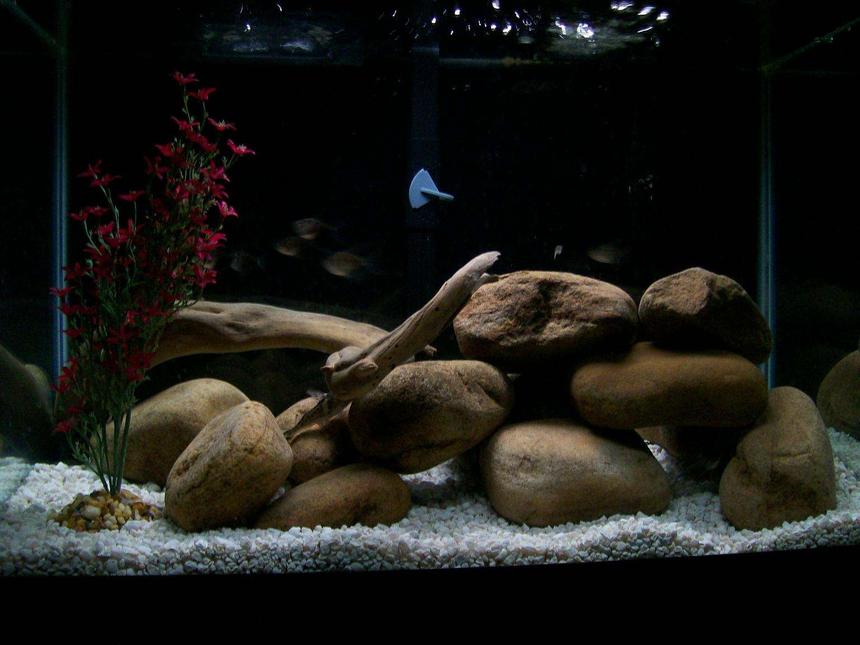 Rated #101: 20 Gallons Freshwater Fish Tank - 6 Black Skirt Tetras, 2 Pictus Catfish, 1 Pleco, all living in harmony in a natural habitat.  Beach driftwood and Tennessee river rock
