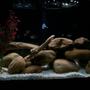 20 gallons freshwater fish tank (mostly fish and non-living decorations) - 6 Black Skirt Tetras, 2 Pictus Catfish, 1 Pleco, all living in harmony in a natural habitat. Beach driftwood and Tennessee river rock