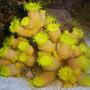 corals inverts - tubastrea faulkneri - orange sun coral stocking in 110 gallons tank - sun corral