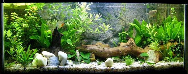 30 gallons planted tank (mostly live plants and fish) - Ozzy & Harriet's Jungle Home. 30 gallon heavily planted.

Current Population:
2 Pearl Gouramis
5 Whitecloud Minnows
5 Peppered Corys
2 Bronze Corys
3 Kuhli Loaches
1 Upside down cat
2 Common Plecos (temporary home)
1 CAE
2 SAE