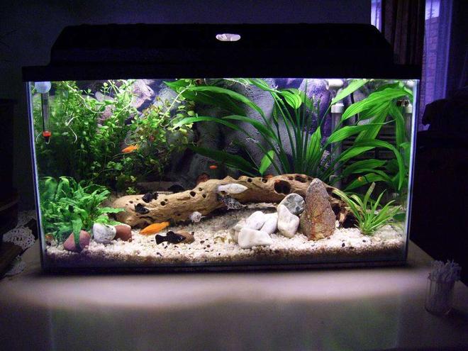 30 gallons planted tank (mostly live plants and fish) - Welcome to Mollyville. 20 Gallon planted.

1 pair Swordtails
1 Green Swordtail
1 Male & 6 Female Dalmation Mollies + plenty fry
1 pair of Bristlenose Plecos