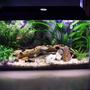 30 gallons planted tank (mostly live plants and fish) - Welcome to Mollyville. 20 Gallon planted. 1 pair Swordtails 1 Green Swordtail 1 Male & 6 Female Dalmation Mollies + plenty fry 1 pair of Bristlenose Plecos