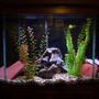 33 gallons freshwater fish tank (mostly fish and non-living decorations) - 33g cichlid tank