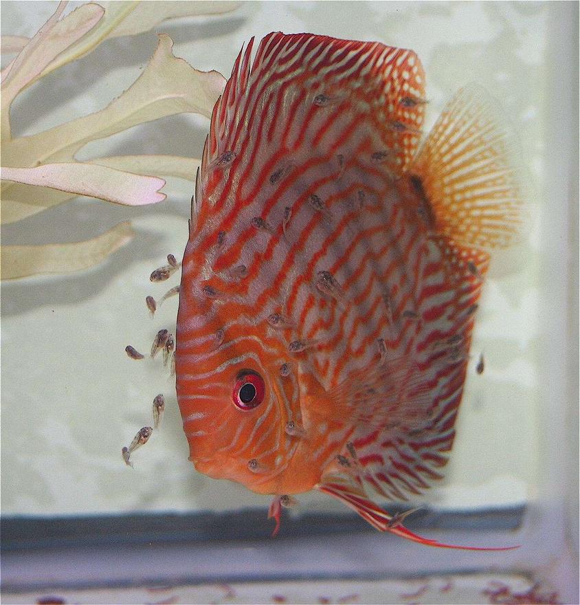 Rated #298: Freshwater Fish - Symphysodon Spp. - Red Turquoise Discus Stocking In 75 Gallons Tank - Mommy Discus and Babies