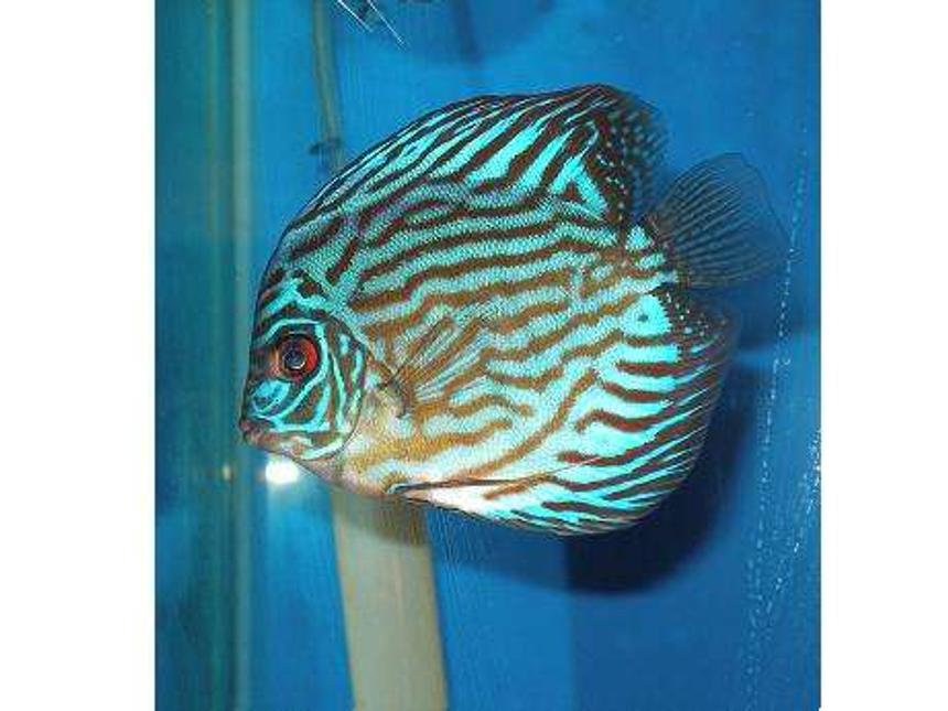Rated #698: Freshwater Fish - Blue Turquoise Discus Stocking In 55 Gallons Tank - Discus