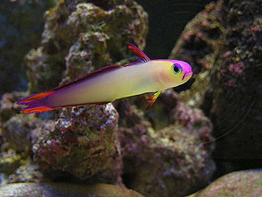 Rated #16: Saltwater Fish - Nemateleotris Decora - Firefish, Purple Stocking In 55 Gallons Tank - Purple Firefish - Otherwise known as Decorated Dartfish or Purple Firetailed Goby.  (Nemateleotris Decora).