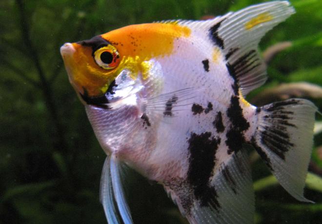 freshwater fish - pterophyllum sp. - koi angel stocking in 44 gallons tank - Koi angel