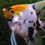 freshwater fish - pterophyllum sp. - koi angel stocking in 44 gallons tank - Koi angel