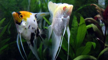 freshwater fish - pterophyllum sp. - koi angel stocking in 44 gallons tank - Diamond-scale and Koi angels