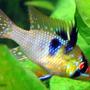 freshwater fish - papiliochromis ramirezi - german blue ram stocking in 44 gallons tank - Blue Ram looking for leftover bloodworms
