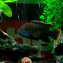 freshwater fish - nandopsis octofasciatum - jack dempsey stocking in 34 gallons tank - Green Terror ... R.I.P.. 16/07/2008