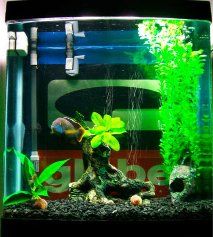 34 gallons freshwater fish tank (mostly fish and non-living decorations) - .