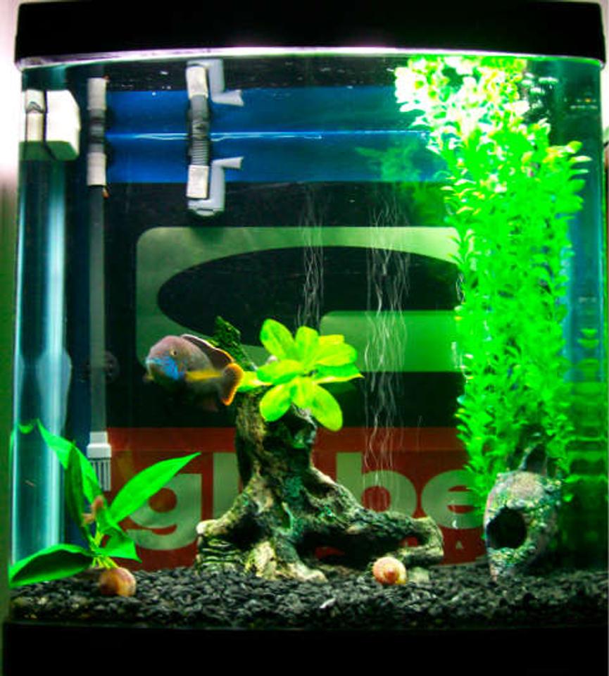 Rated #392: 34 Gallons Freshwater Fish Tank - .