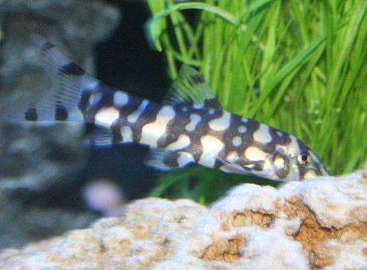 freshwater fish - botia kubotai - polka dot loach stocking in 80 gallons tank - Polka Dot Loach