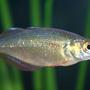 freshwater fish - melanotaenia praecox - dwarf rainbow fish stocking in 80 gallons tank - Dwarf Rainbow Fish