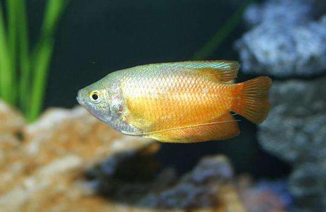 freshwater fish - colisa lalia - dwarf gourami stocking in 80 gallons tank - Dwarf Gourami