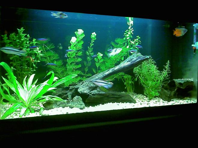 16 gallons planted tank (mostly live plants and fish) - my first tank