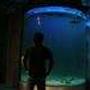 fish tank picture - 3500 gallon cylinder shark tank.. Right now i am housing 2 black tip reef sharks.